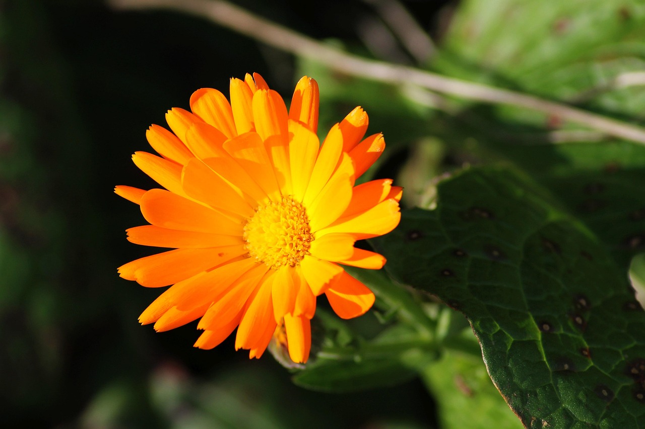 Test: come reagisce la tua pelle ai fitocomplessi di Verruver Cream?